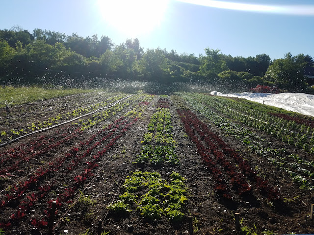 Liberty Farms by null