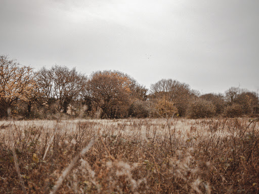 Park Fields - Visual