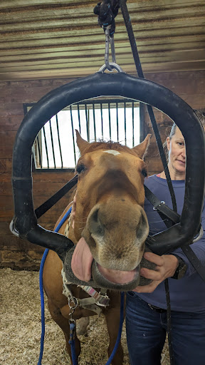 Allossery Equine Veterinary Services - Thumbnail