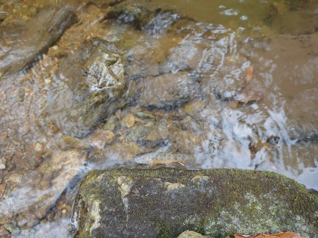 Rapidan Camp