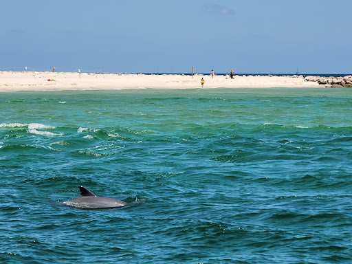 Dolphins Down Under - Visual