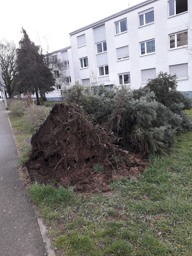 Am Lindenwäldle - Freiburg im Breisgau