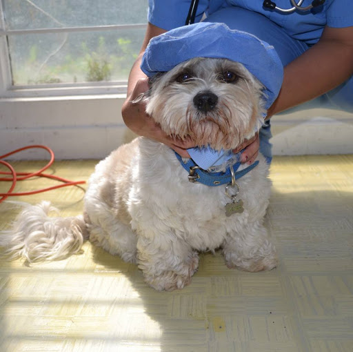 Hospital Veterinario de Especialidades