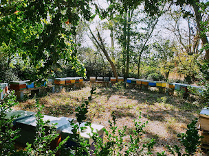 Photo n°23 de La Ruche Martin à Montierchaume (Miellerie)