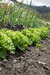 Photo n°13 de Jardin en permaculture à Les Belleville (Jardin)