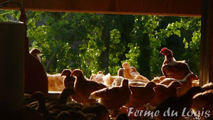 Photo n°39 de La Ferme du Logis (Horaires boutique) à Jumeauville (Marché alimentaire)