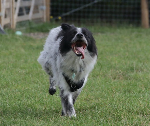 Freedom For Your Dog - Dog Field - Thumbnail