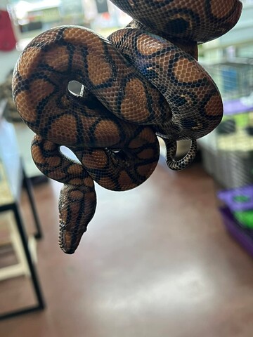 Claws & Paws Pet Store - Thumbnail