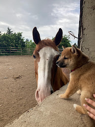 Photo n°3 de CMW RANCH à Savasse (Centre équestre)