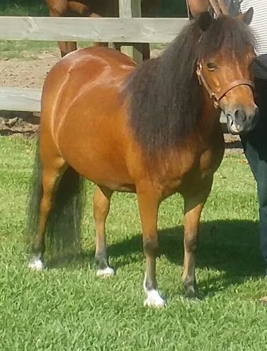 Abel Veterinary Services - Visual