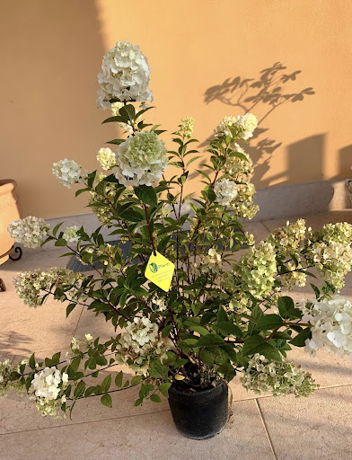 Plantì Shop - Thumbnail