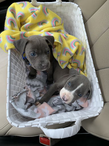 Tri-Creek Kennels - Thumbnail