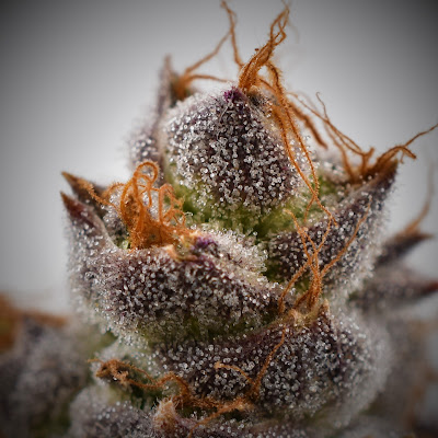 Photo of Paul's Boutique Recreational Cannabis Dispensary