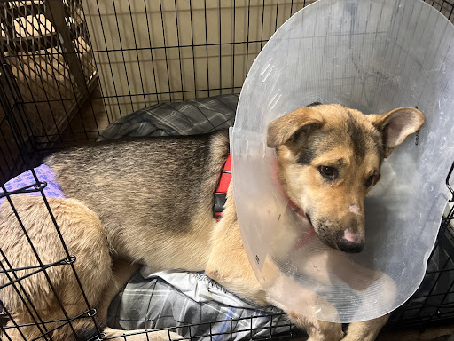Animal Hospital of Lewisville - Thumbnail