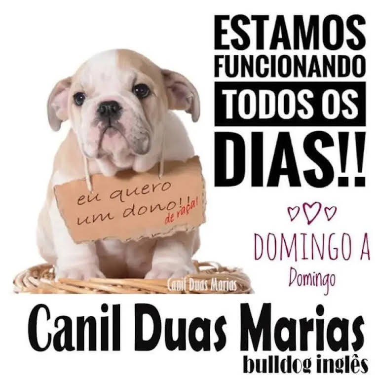 Bulldog Inglês, Canil Duas Marias