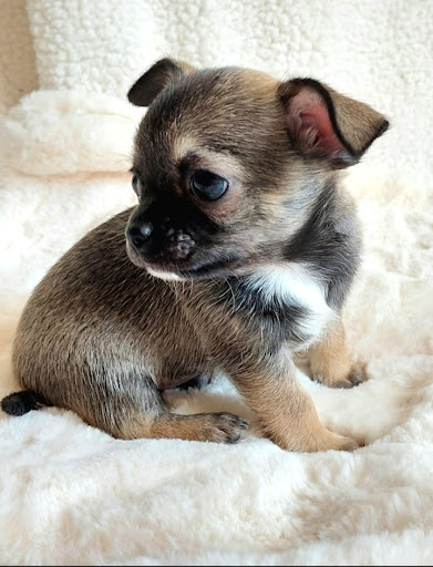 Les Chouchous De Delphine, Elevage famillial de chihuahua Gallery - France