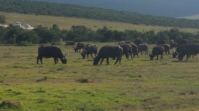 Photos of Mathyolweni Gate