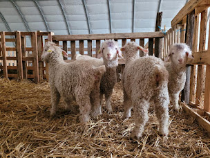 Photo n°10 de Le Mohair de Planzolles à Planzolles (Magasin de vêtements)