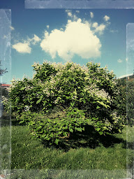 Photo n°64 de LE KATALPA à Comprégnac (Restaurant)