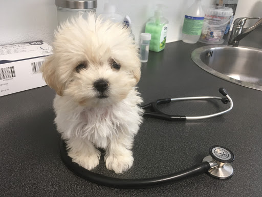 Centro Veterinario Cornaredo - Thumbnail