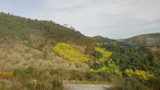 Albergue Canino Municipal de Ourense