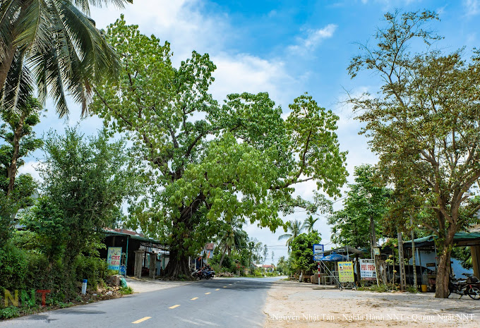 Cây Đa Rừng Phát