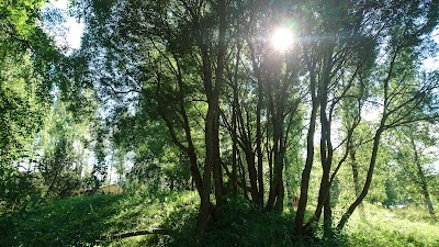 Photos of Ollila Beach Park