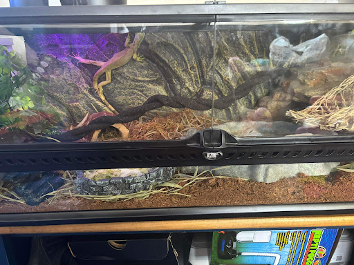 Anvil Exotics - Visual