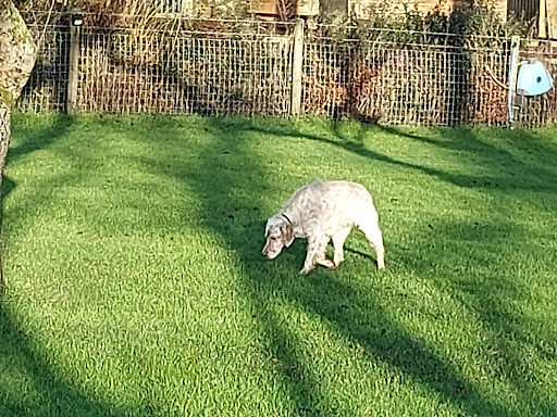 Paddock for paws - Visual
