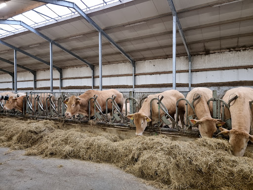 Poldervlees.nl - Thumbnail