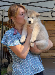 Photo n°14 de Elevage Alaskan Malamute Of Lapland Polarlights à Saint-Stail (Éleveur de chiens)