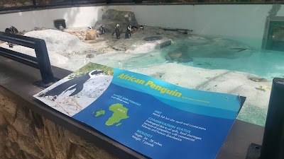 African Penguins