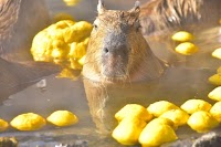 伊豆シャボテン動物公園