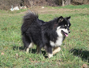 Photo n°6 de LES LOUPS DE LAPONIE - ELEVAGE CANIN à Tupin-et-Semons (Pension pour chiens)
