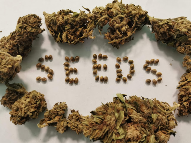Jamaican Shop Bydgoszcz - olejki konopne CBD, susz CBG, sklep konopny - Sklep