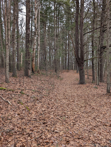 Harold Parker State Forest - Thumbnail