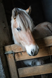 Photo n°15 de Ferme des Fougères à Belmont (Éleveur)