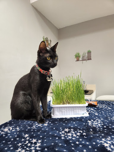 Clínica Veterinaria Pet Village