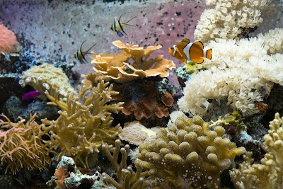 Smithsonian Marine Ecosystems Exhibit