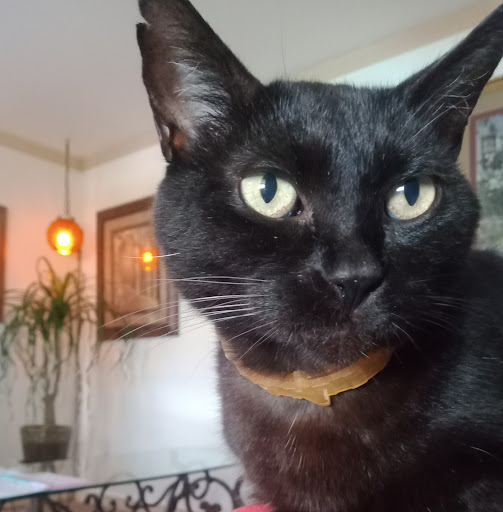 Patton Veterinary Clinic - Thumbnail
