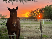 Ecuries de Majouraut à Calmont
