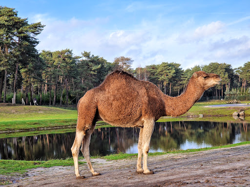 Hilvarenbeek, Safaripark - Thumbnail