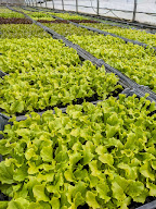 GAEC les serres del castel ( établissement DURAND) à Castelnau-de-Lévis