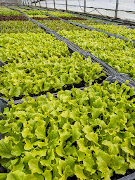 Photo n°1 de GAEC les serres del castel ( établissement DURAND) à Castelnau-de-Lévis (Maraîcher)