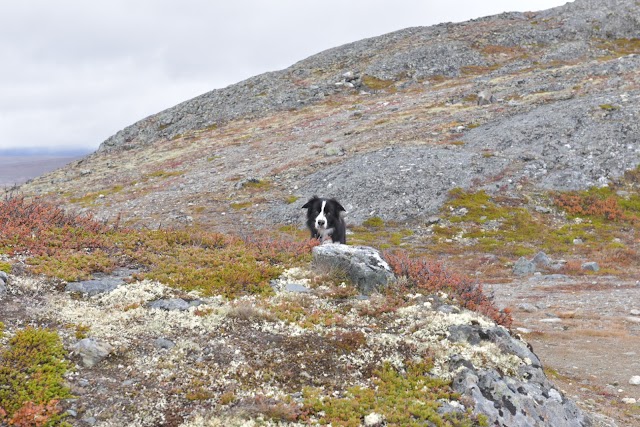 viewpoint SNØHETTA