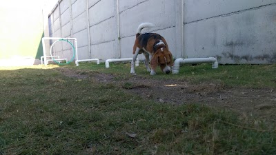 Photos of Dogs Fit Spa & Hotel