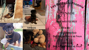 Photo n°11 de Elevage / Pension Canine Les Rotts Du Phoenix à Lafage-sur-Sombre (Pension pour chiens)