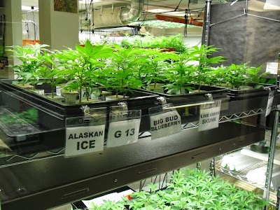 Photos of Medical Marijuana of the Rockies