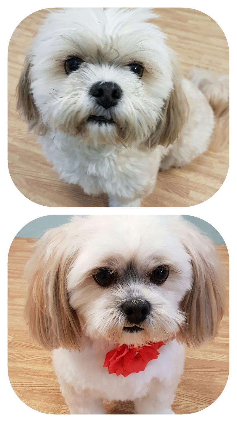 ShamPaws photo 3