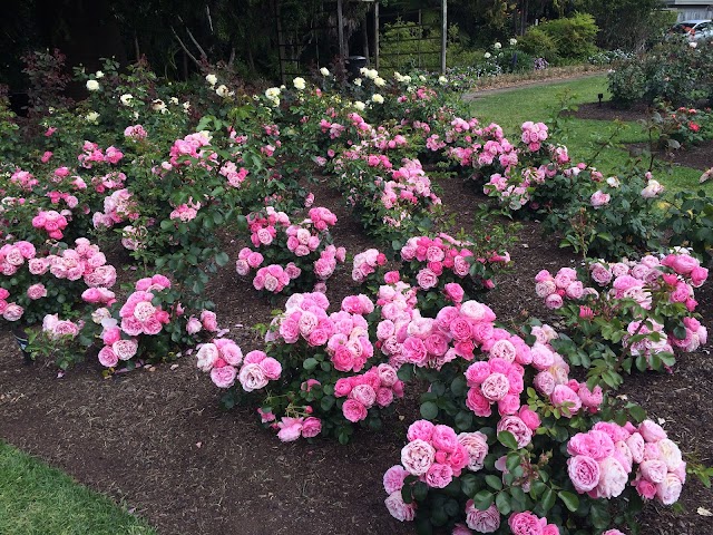 Dove-Myer Robinson Park (Parnell Rose Garden)